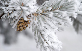 Pine cone snow ice branch - a pine cone free wallpaper