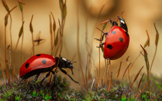 Ladybugs grass macro photography ecological - the grass together free wallpaper
