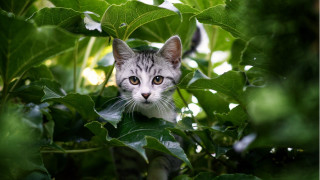 Cat hiding bush leaves eyes - a bush free wallpaper
