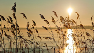 Sunset tallgrass ocean silhouette bird - a few tall grass free wallpaper