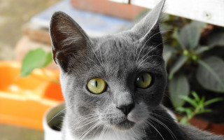 Gray cat green eyes white - brenda chamberlain free wallpaper