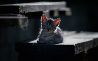 Kitten sad wooden bench shallow - a wooden bench free wallpaper