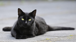 Black cat yellow eyes outdoor - neoism free wallpaper for desktop