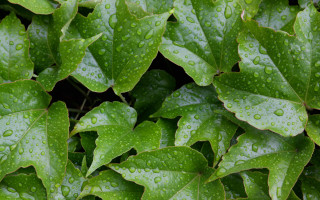 Green plant water droplets macro 24 - a green plant free wallpaper for desktop