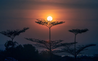 Sunset tree foreground mountains moon - the sun in the background free wallpaper
