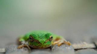 Green frog wooden surface macro - a green frog free wallpaper