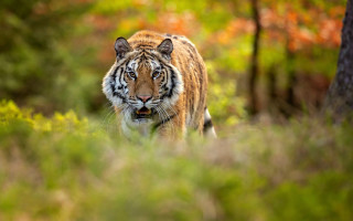 Tiger forest wildlife blurry depth - its eye free wallpaper