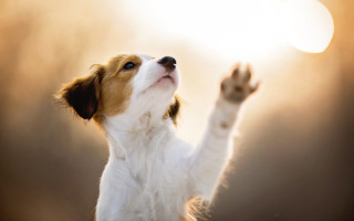 Dog frisbee reaching paws blurry - elke vogelsang free wallpaper