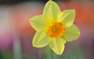 Yellow flower red center field - david dougal williams free wallpaper