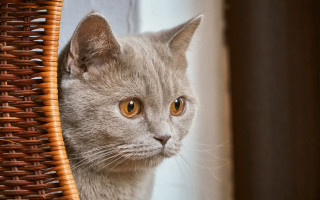 Cat window basket staring photorealistic - a basket free wallpaper