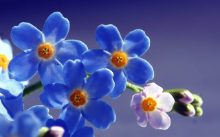 Blue flowers yellow centers purple - blue flower free wallpaper