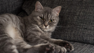 Cat couch paws camera halftone - maya free wallpaper for desktop