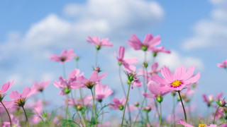 Pink flower field blue sky 2 - a yellow center free wallpaper