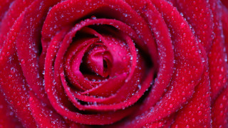 Red rose water droplets macro 7 - a red rose free wallpaper