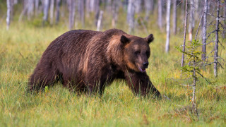 Brown bear walking forest tongue - a brown bear free wallpaper