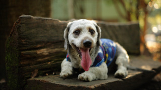 Dog sweater laying bench tree - chang daichien free wallpaper for desktop