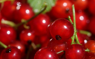 Cherry closeup water droplets bokeh - cherry free wallpaper