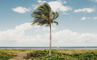 Palm tree beach boat ocean - a boat in the distance free wallpaper