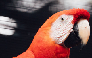 Parrot closeup black background red - a black beak free wallpaper