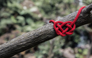 Red knot tree woods blurry - a cross stitch free wallpaper