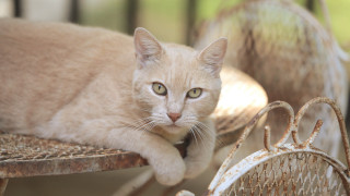 Cat laying table basket blurry - a table next free wallpaper for desktop