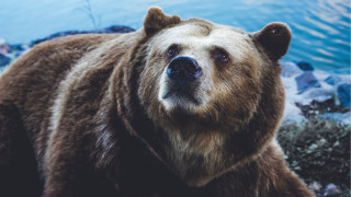 Brown bear lake rocks outdoors - a brown bear free wallpaper