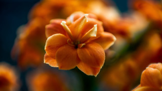 Orange flower blurry background macro - a close up of a flower free wallpaper