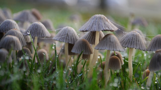 Mushrooms dew grass macro magical - dew free wallpaper