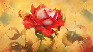 Red white rose vase yellow - a vase free wallpaper