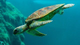 Turtle ocean rock water night - a turtle swimming in the ocean free wallpaper