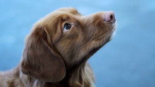 Dog closeup blue background blue - a blue sky behind free wallpaper