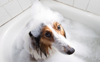 Dog bathtub foam headshot realistic - head and shoulders portrait free wallpaper for desktop