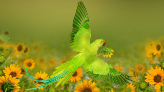 Green bird yellow flowers digital - digital painting free wallpaper