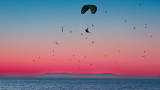 Birds ocean sunset parasailer pink - a group of birds free wallpaper