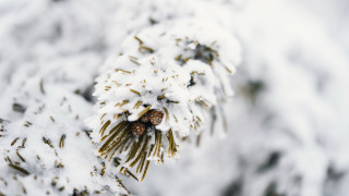 Pine tree snow pinecone branch - a pine cone free wallpaper