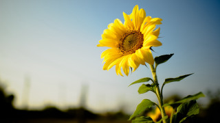Sunflower blooming field grass trees - a sunflower free wallpaper
