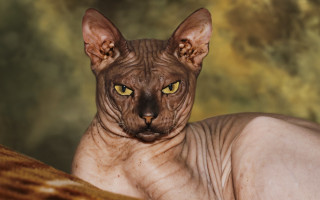 Hairless yellow eyes cat couch - a couch in front free wallpaper
