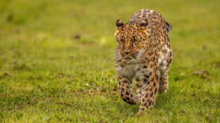 Leopard green field sunny day - a lush green field of grass free wallpaper