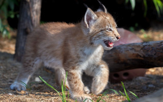 Kitten grass tree log blurry - field next free wallpaper
