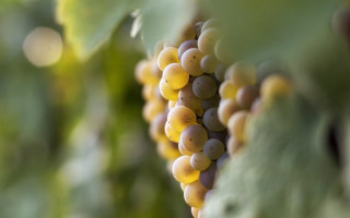 Grapes vineyard green leaves yellow - de hirsh margule free wallpaper