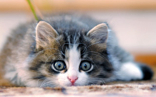 Kitten blue eyes sad laying - a kitten free wallpaper