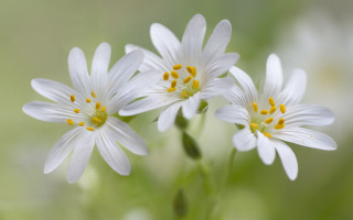 Three white flowers yellow centers - a field of grass and grass free wallpaper