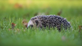 Hedgehog grass daylight blurry nature - a hedgehog free wallpaper