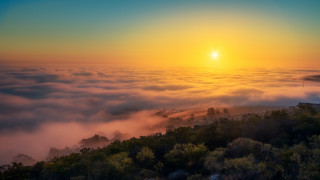 Sunset foggy forest bright sun - volumetric fog free wallpaper