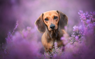 Dog purpleflowers sadlook animalportrait elkevogelsang - purple flower free wallpaper for desktop