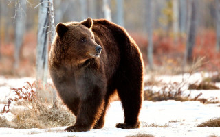 Brown bear snowy forest ecological - a brown bear free wallpaper