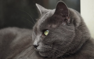 Gray cat green eyes window - the window sill free wallpaper