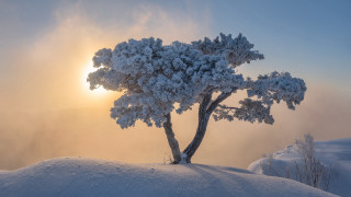 Snowy tree hill sunset mountain - the cloud free wallpaper