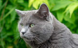 Gray cat green eyes bush 2 - felix octavius carr darley free wallpaper