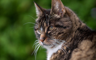 Concerned cat green foliage blurry - corneille free wallpaper